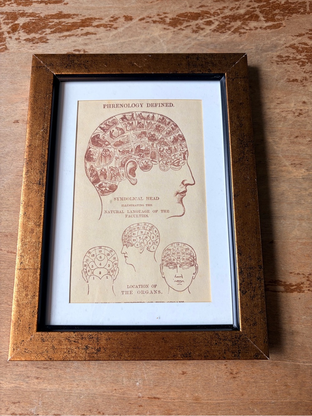 Phrenology Head Paper Print Framed 6x8 Psychology Oddities Decor